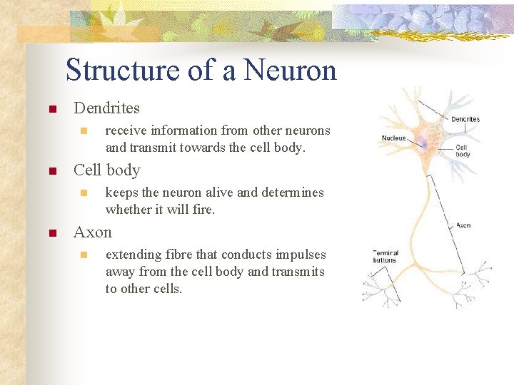 Structure of a Neuron n Dendrites n n Cell body n n receive information