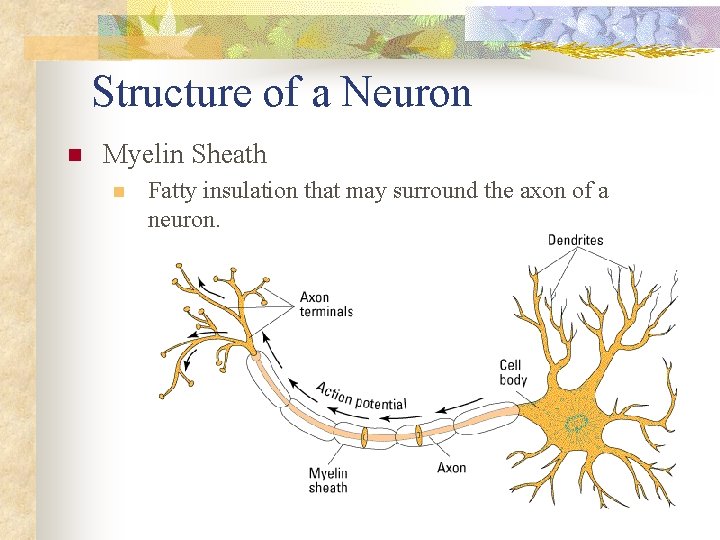 Structure of a Neuron n Myelin Sheath n Fatty insulation that may surround the