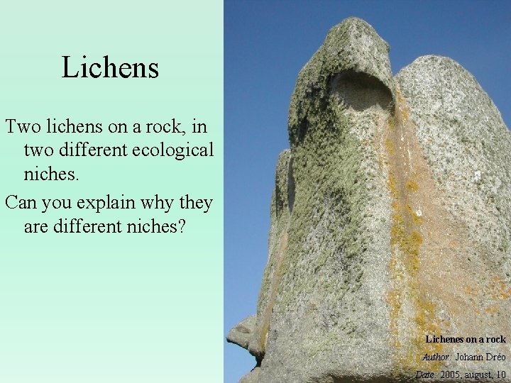 Lichens Two lichens on a rock, in two different ecological niches. Can you explain