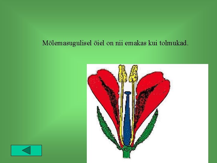 Mõlemasugulisel õiel on nii emakas kui tolmukad. 