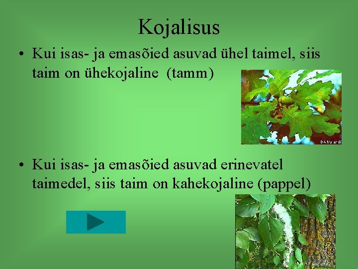 Kojalisus • Kui isas- ja emasõied asuvad ühel taimel, siis taim on ühekojaline (tamm)