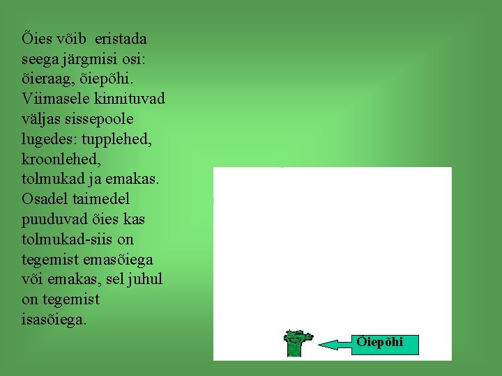 Õies võib eristada seega järgmisi osi: õieraag, õiepõhi. Viimasele kinnituvad väljas sissepoole lugedes: tupplehed,
