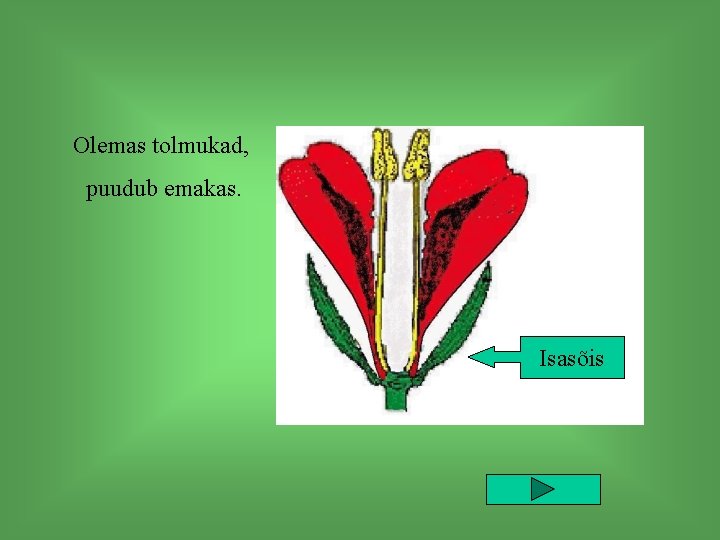 Olemas tolmukad, puudub emakas. Isasõis 