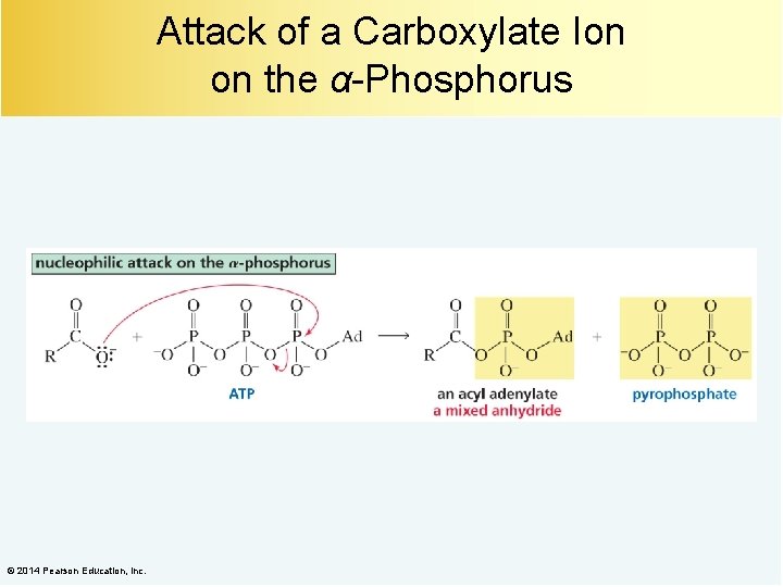 Attack of a Carboxylate Ion on the α-Phosphorus © 2014 Pearson Education, Inc. 