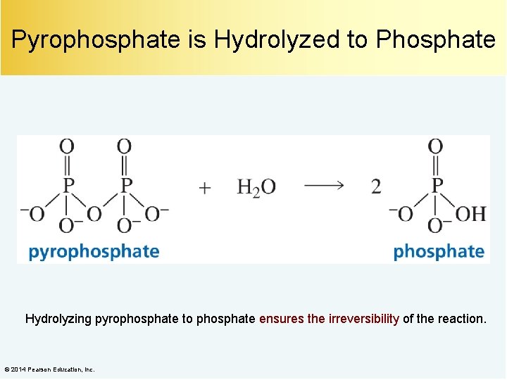 Pyrophosphate is Hydrolyzed to Phosphate Hydrolyzing pyrophosphate to phosphate ensures the irreversibility of the