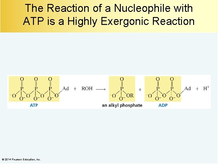 The Reaction of a Nucleophile with ATP is a Highly Exergonic Reaction © 2014