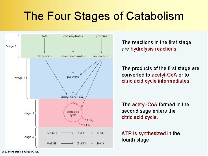 The Four Stages of Catabolism The reactions in the first stage are hydrolysis reactions.