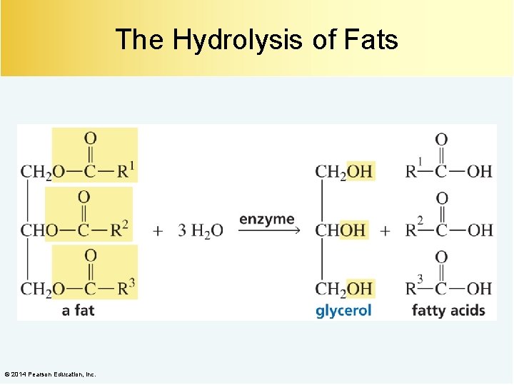 The Hydrolysis of Fats © 2014 Pearson Education, Inc. 