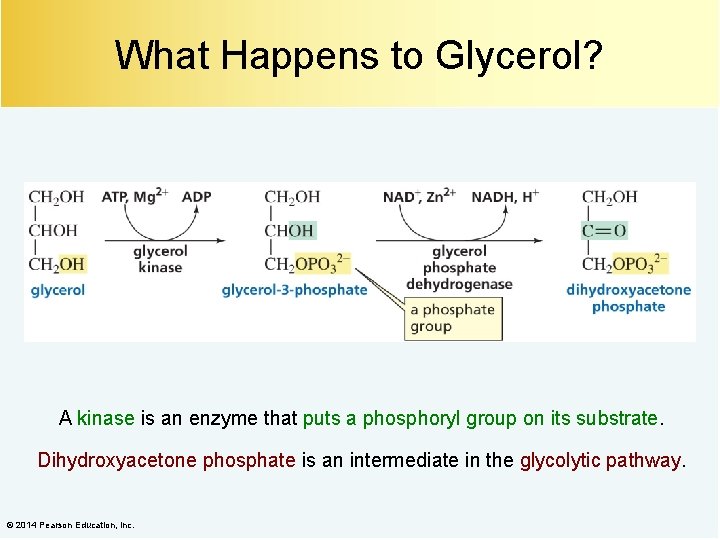 What Happens to Glycerol? A kinase is an enzyme that puts a phosphoryl group