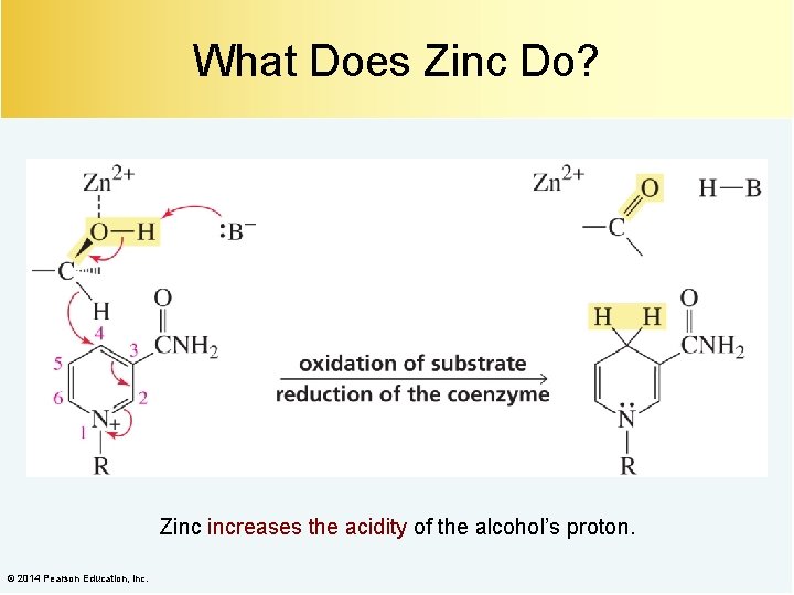 What Does Zinc Do? Zinc increases the acidity of the alcohol’s proton. © 2014