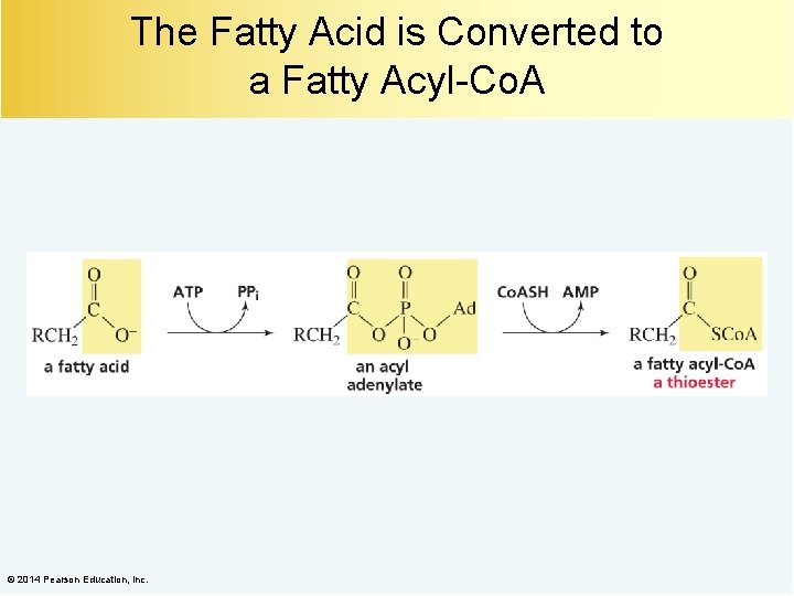 The Fatty Acid is Converted to a Fatty Acyl-Co. A © 2014 Pearson Education,