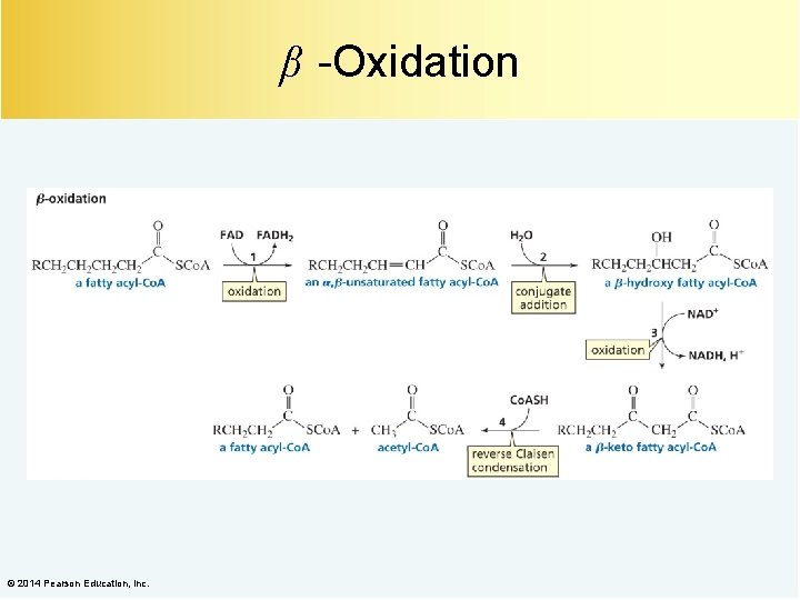 β -Oxidation © 2014 Pearson Education, Inc. 