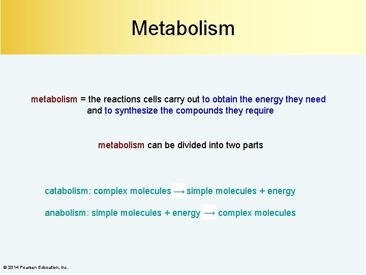 Metabolism metabolism = the reactions cells carry out to obtain the energy they need