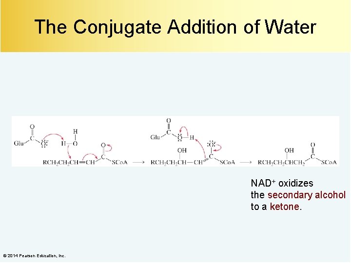 The Conjugate Addition of Water NAD+ oxidizes the secondary alcohol to a ketone. ©