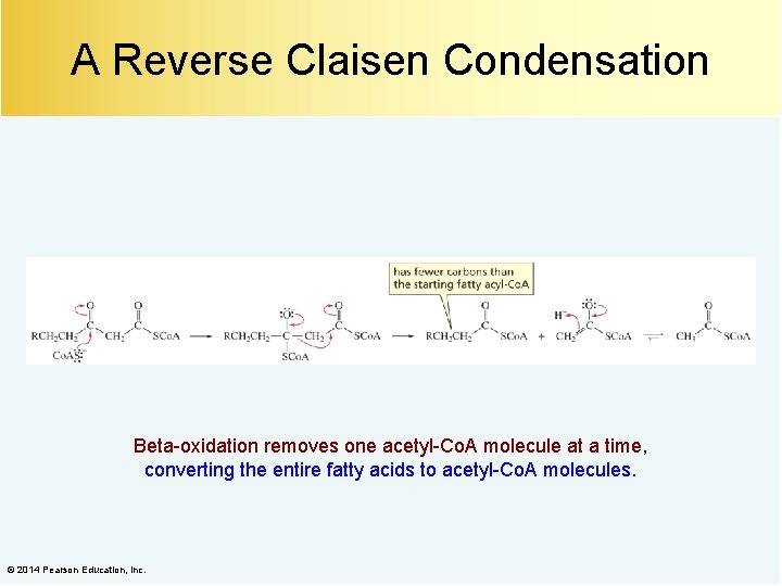 A Reverse Claisen Condensation Beta-oxidation removes one acetyl-Co. A molecule at a time, converting