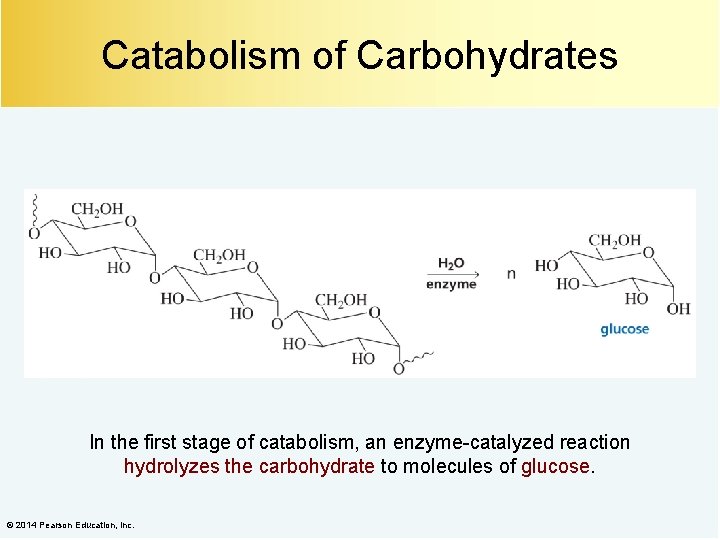 Catabolism of Carbohydrates In the first stage of catabolism, an enzyme-catalyzed reaction hydrolyzes the