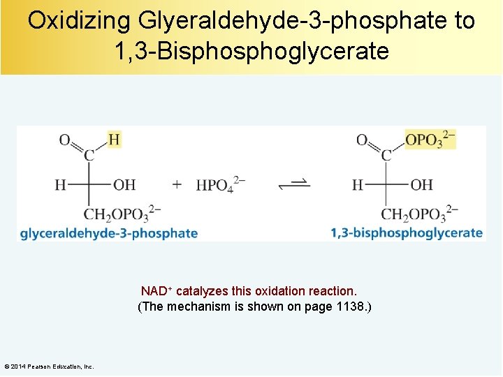 Oxidizing Glyeraldehyde-3 -phosphate to 1, 3 -Bisphoglycerate NAD+ catalyzes this oxidation reaction. (The mechanism