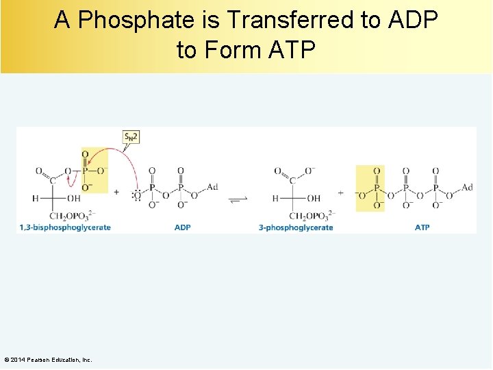 A Phosphate is Transferred to ADP to Form ATP © 2014 Pearson Education, Inc.