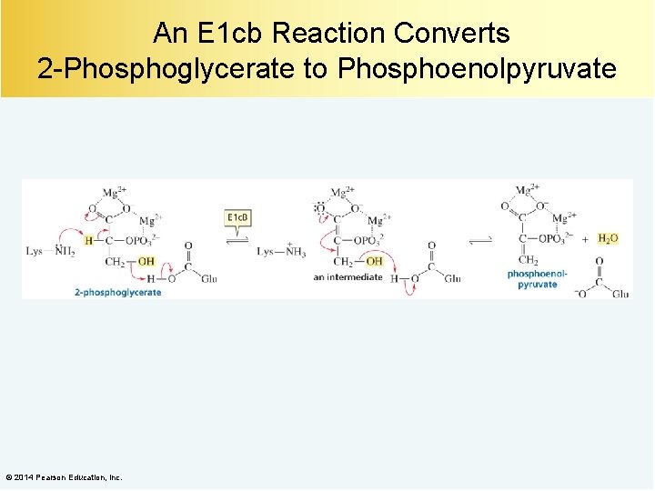 An E 1 cb Reaction Converts 2 -Phosphoglycerate to Phosphoenolpyruvate © 2014 Pearson Education,