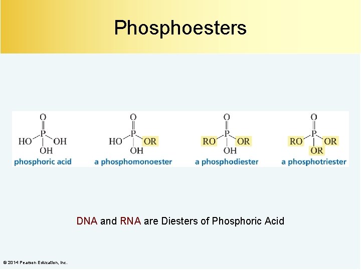 Phosphoesters DNA and RNA are Diesters of Phosphoric Acid © 2014 Pearson Education, Inc.