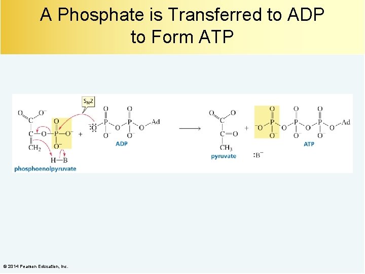 A Phosphate is Transferred to ADP to Form ATP © 2014 Pearson Education, Inc.