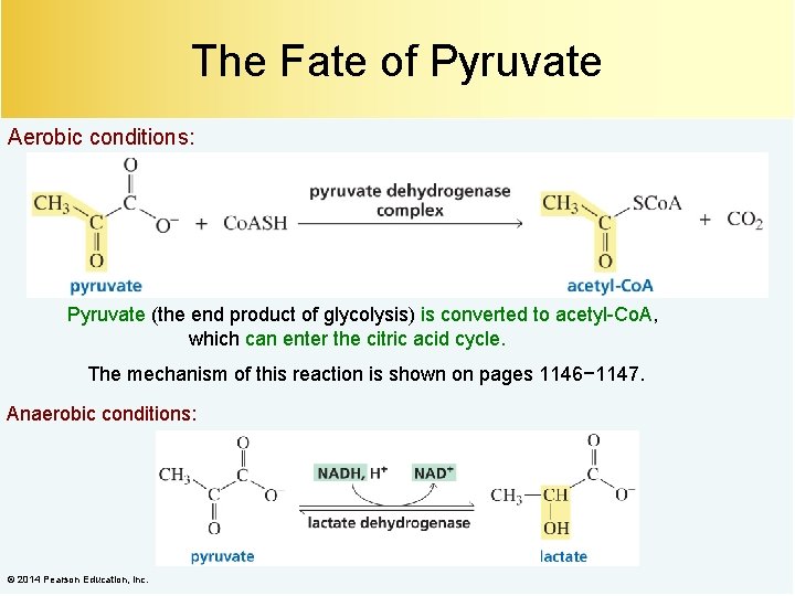 The Fate of Pyruvate Aerobic conditions: Pyruvate (the end product of glycolysis) is converted