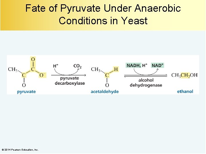 Fate of Pyruvate Under Anaerobic Conditions in Yeast © 2014 Pearson Education, Inc. 