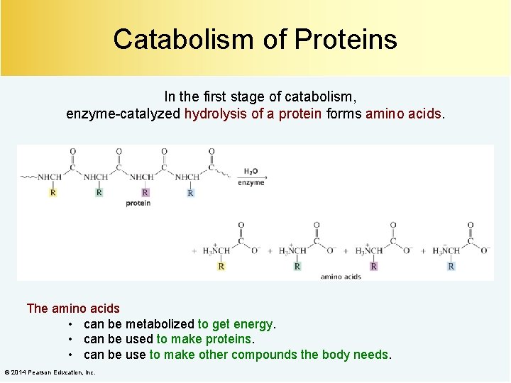 Catabolism of Proteins In the first stage of catabolism, enzyme-catalyzed hydrolysis of a protein