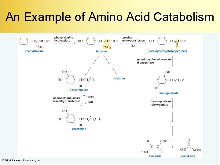 An Example of Amino Acid Catabolism © 2014 Pearson Education, Inc. 