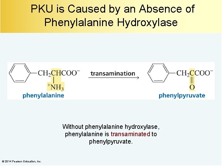 PKU is Caused by an Absence of Phenylalanine Hydroxylase Without phenylalanine hydroxylase, phenylalanine is