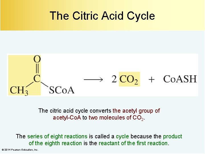 The Citric Acid Cycle The citric acid cycle converts the acetyl group of acetyl-Co.