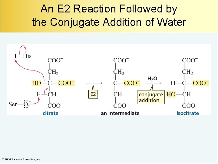 An E 2 Reaction Followed by the Conjugate Addition of Water © 2014 Pearson