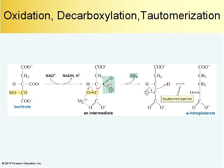 Oxidation, Decarboxylation, Tautomerization © 2014 Pearson Education, Inc. 