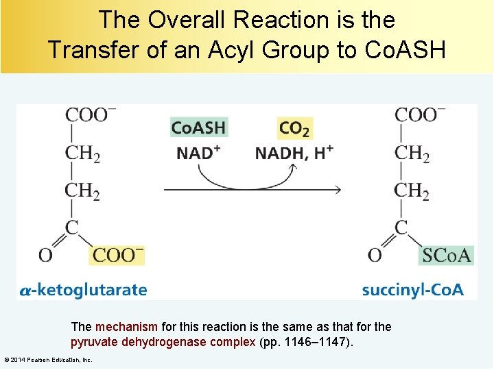 The Overall Reaction is the Transfer of an Acyl Group to Co. ASH The