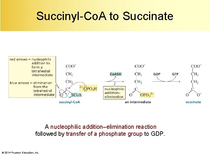 Succinyl-Co. A to Succinate A nucleophilic addition–elimination reaction followed by transfer of a phosphate