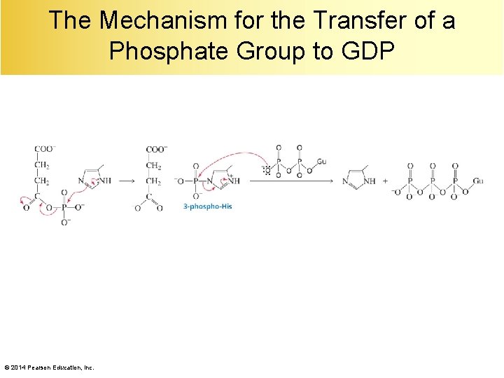 The Mechanism for the Transfer of a Phosphate Group to GDP © 2014 Pearson