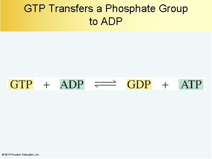 GTP Transfers a Phosphate Group to ADP © 2014 Pearson Education, Inc. 