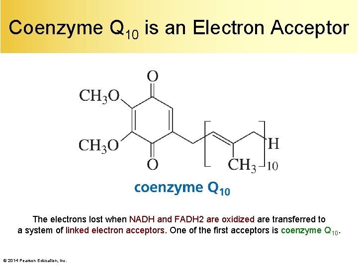 Coenzyme Q 10 is an Electron Acceptor The electrons lost when NADH and FADH