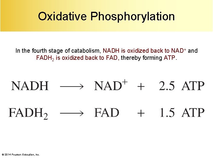 Oxidative Phosphorylation In the fourth stage of catabolism, NADH is oxidized back to NAD+