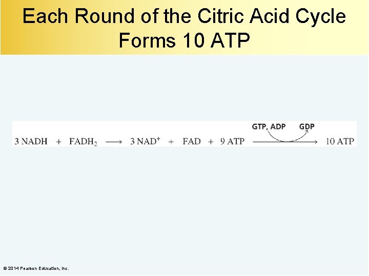 Each Round of the Citric Acid Cycle Forms 10 ATP © 2014 Pearson Education,