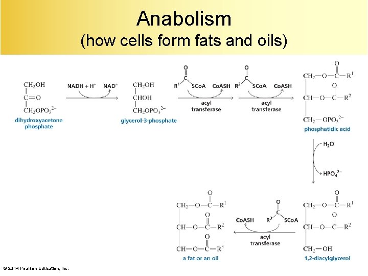 Anabolism (how cells form fats and oils) © 2014 Pearson Education, Inc. 