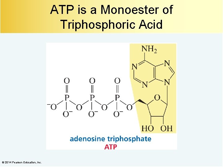 ATP is a Monoester of Triphosphoric Acid © 2014 Pearson Education, Inc. 