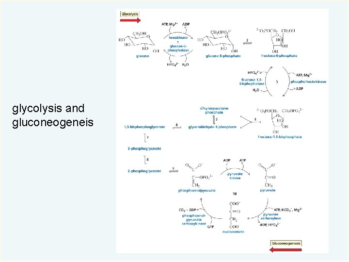 glycolysis and gluconeogeneis 