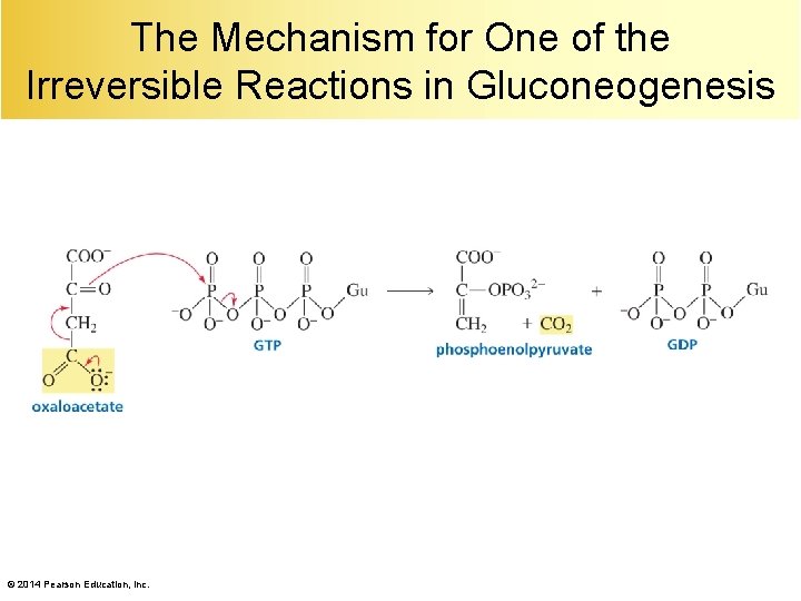 The Mechanism for One of the Irreversible Reactions in Gluconeogenesis © 2014 Pearson Education,