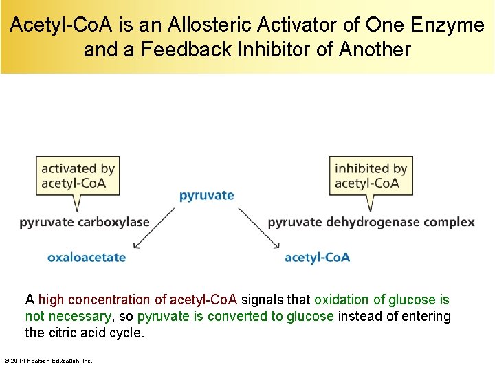 Acetyl-Co. A is an Allosteric Activator of One Enzyme and a Feedback Inhibitor of