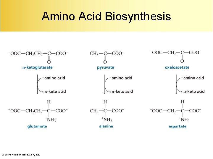 Amino Acid Biosynthesis © 2014 Pearson Education, Inc. 
