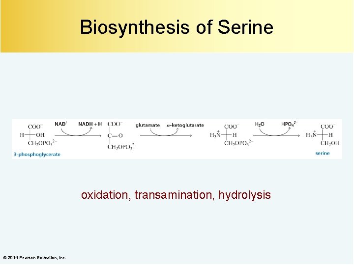 Biosynthesis of Serine oxidation, transamination, hydrolysis © 2014 Pearson Education, Inc. 