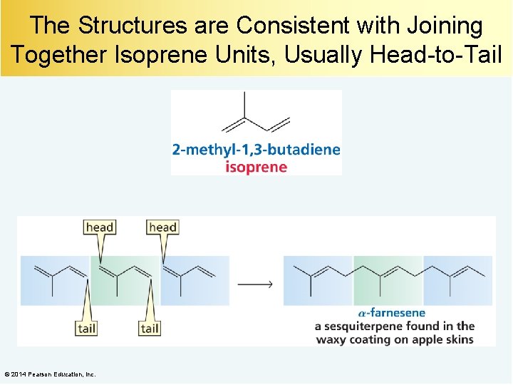 The Structures are Consistent with Joining Together Isoprene Units, Usually Head-to-Tail © 2014 Pearson