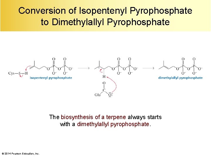 Conversion of Isopentenyl Pyrophosphate to Dimethylallyl Pyrophosphate The biosynthesis of a terpene always starts