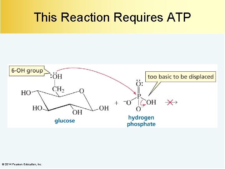 This Reaction Requires ATP © 2014 Pearson Education, Inc. 